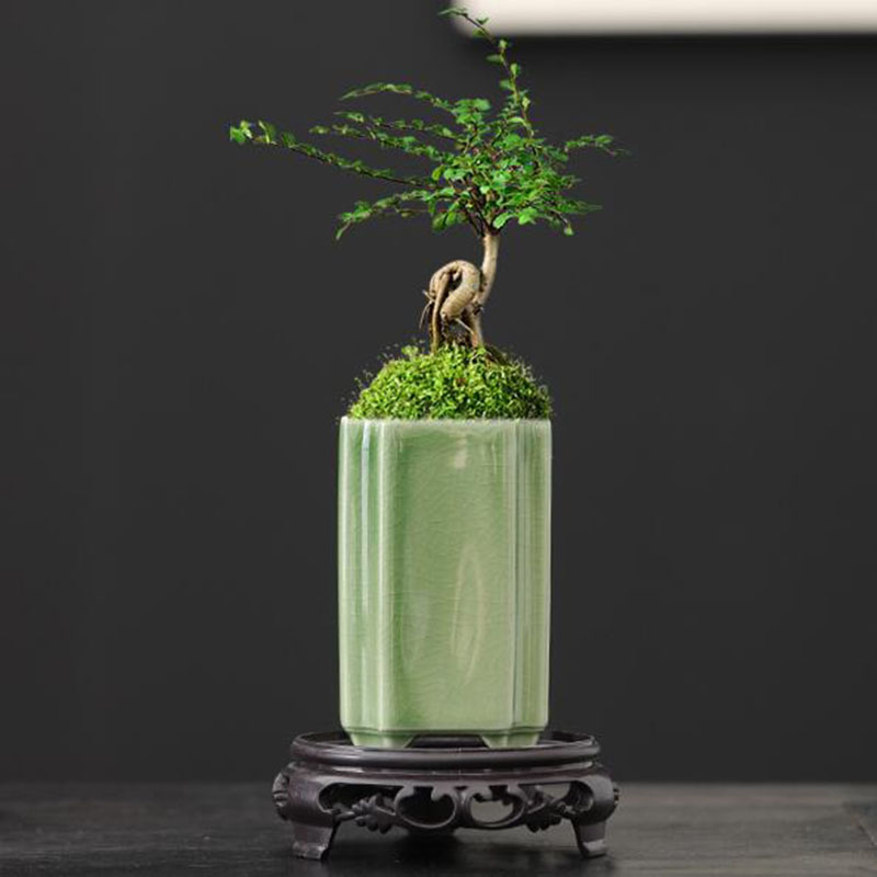 Porcelain Square Celadon Glaze - Bonsai Garden Europe recensie en prijs