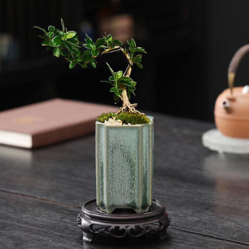 Porcelain Square Celadon Glaze - Bonsai Garden Europe recensie en prijs