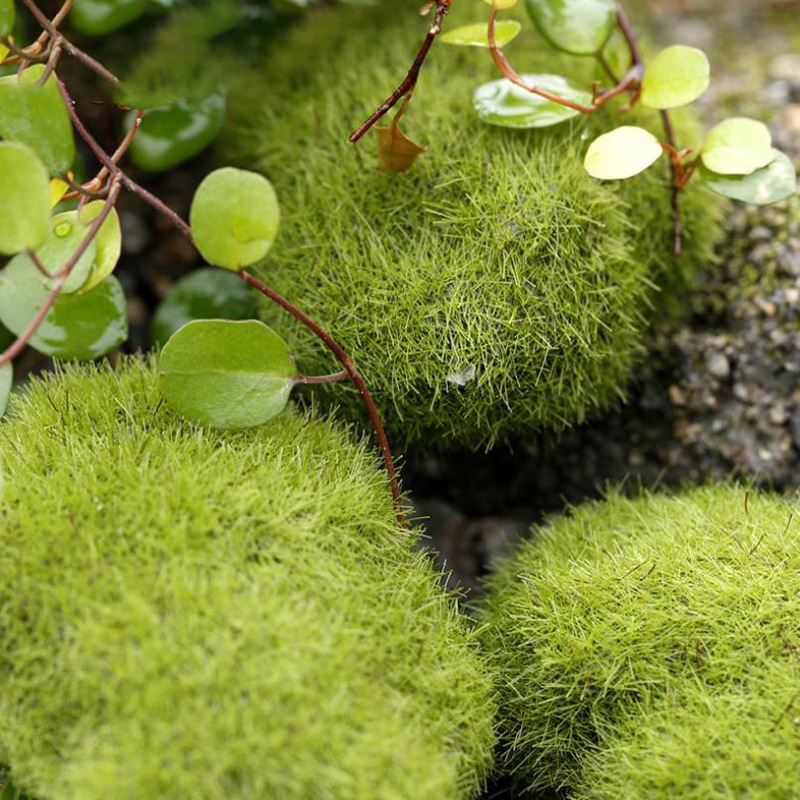 4Pcs/set Dollhouse Micro Lands - Bonsai Garden Europe recensie en prijs